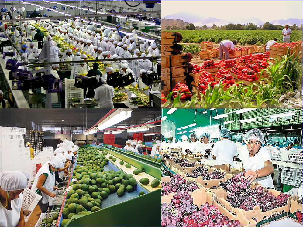 La Nueva Agricultura Peruana