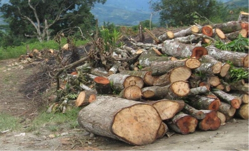 Reforestación vs. calentamiento