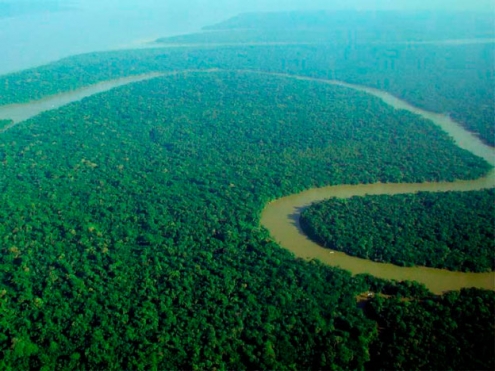 Perú descuida su potencial forestal