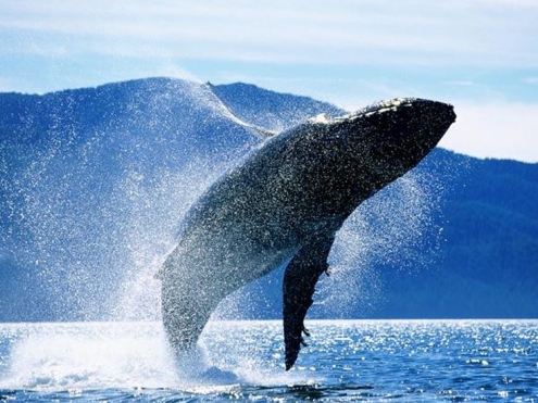 El Petróleo que salvó a las ballenas