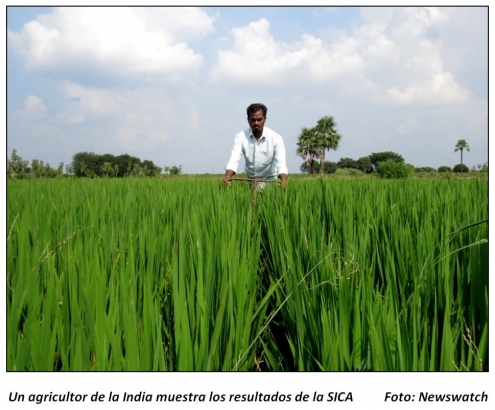 Nueva tecnología para la producción de arroz