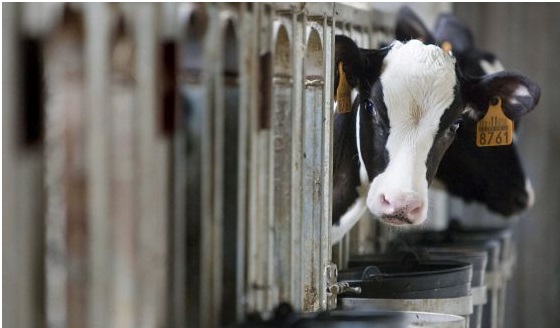 Congresistas a punto de romper la estructura de la industria láctea