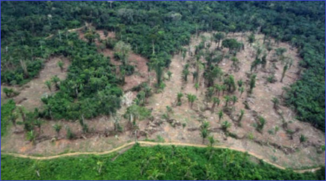 El Congreso da marcha atrás en ley anti-deforestación
