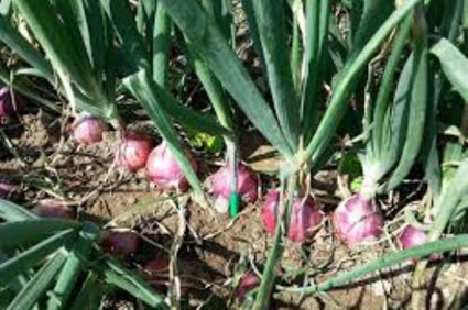 La mediana y pequeña agricultura