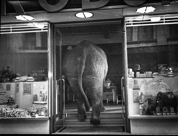 Un elefante en una exposición de porcelanas