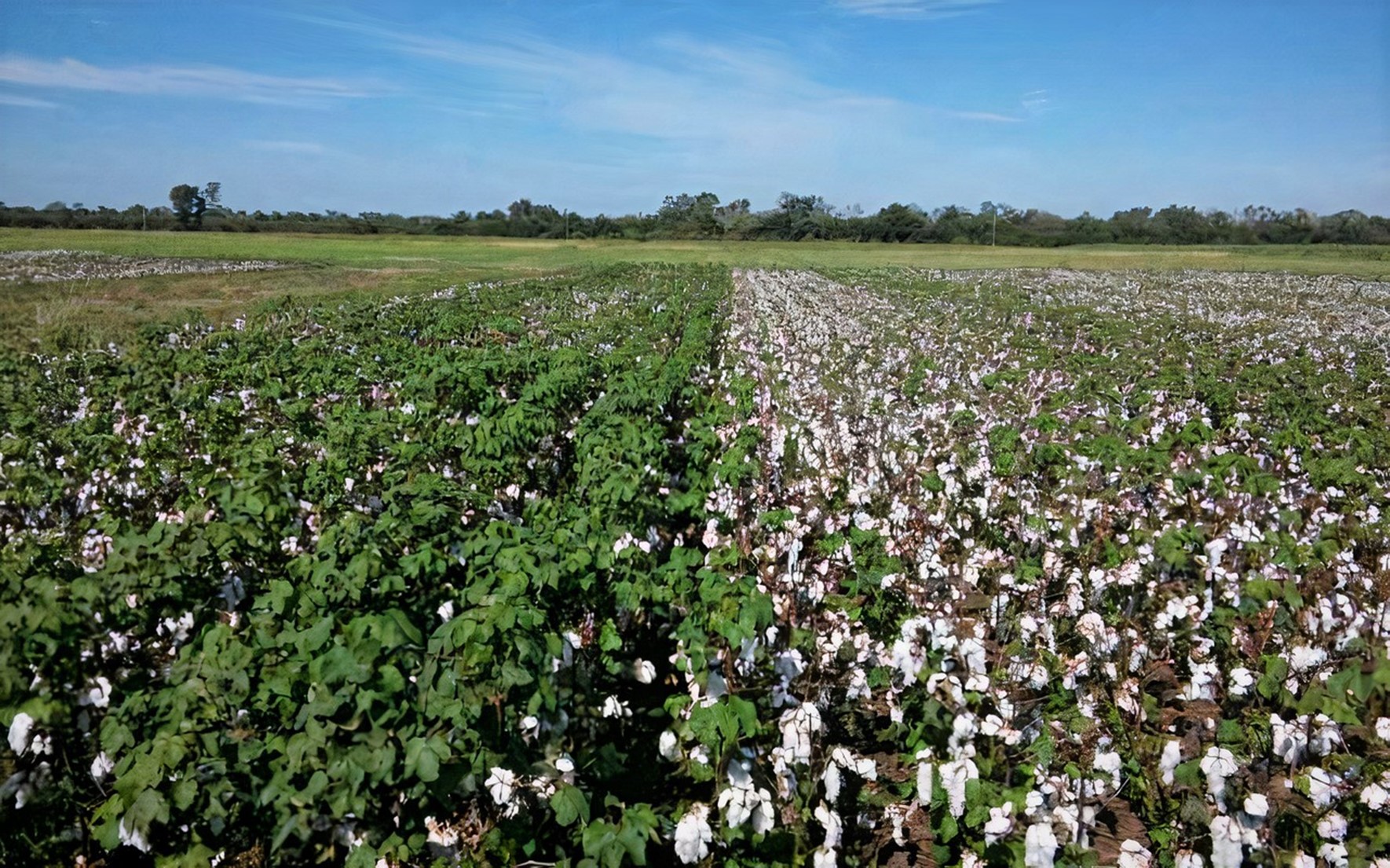 Moratoria de transgénicos: atentado contra los pequeños agricultores