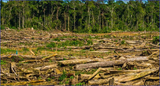 Gobierno debe promulgar la ley anti-deforestación