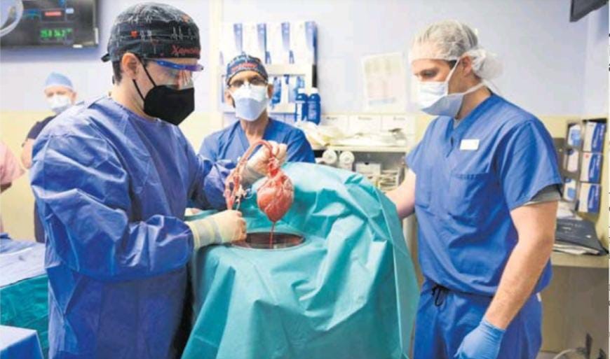Un corazón porcino para un humano