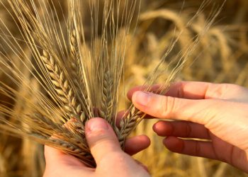“El profesional se ve en el campo”