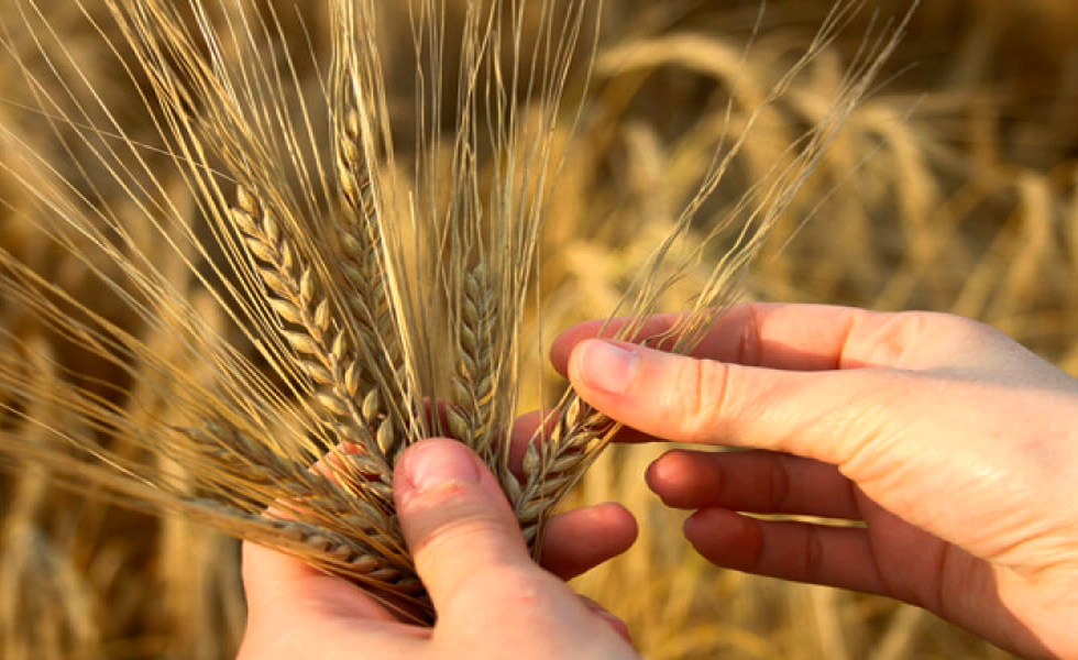 “El profesional se ve en el campo”