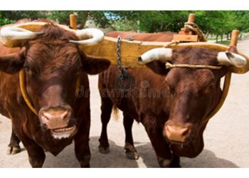 Mientras el Perú trabaja, los políticos facturan